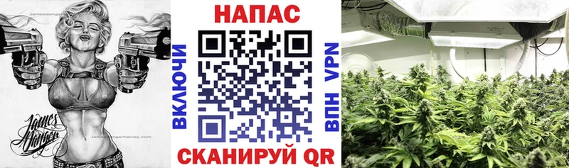 Марихуана конопля Стародуб